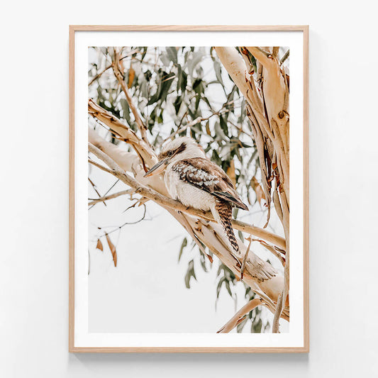 A framed photography print of a Kookaburra perched on a eucalyptus branch, with a background of Australian gum trees.
