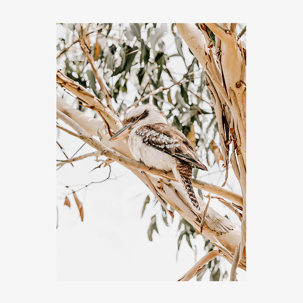Kookaburra