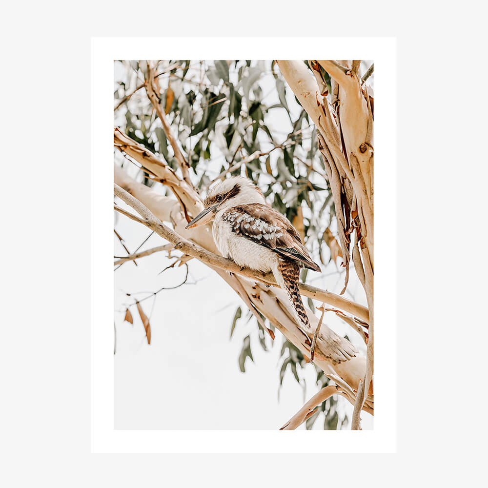 A photography wall art print of a Kookaburra perched on a eucalyptus branch, with a background of Australian gum trees.