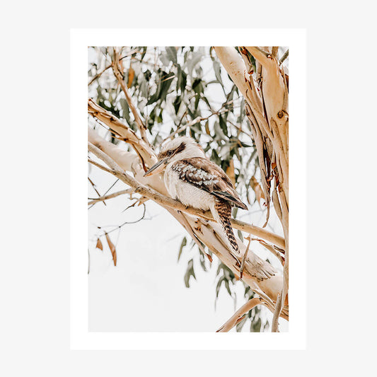 A photography wall art print of a Kookaburra perched on a eucalyptus branch, with a background of Australian gum trees.