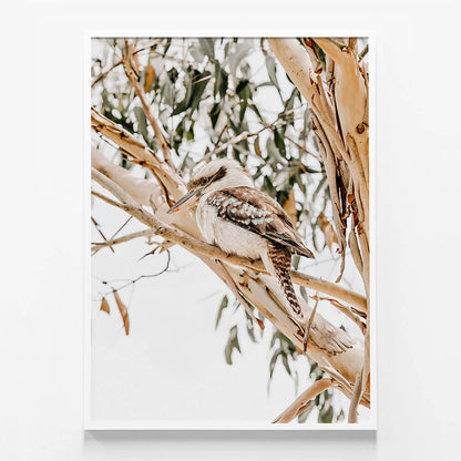 Kookaburra