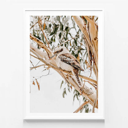 Kookaburra