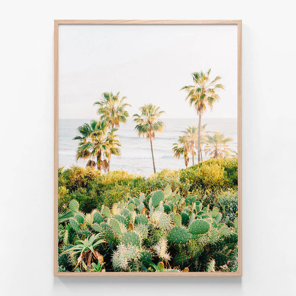 Laguna Cacti