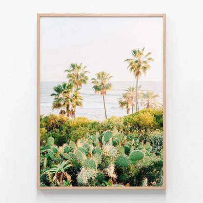 Laguna Cacti