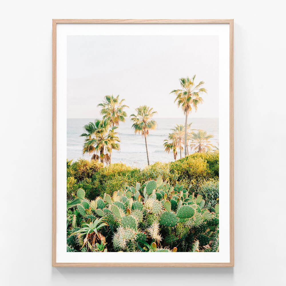 Laguna Cacti