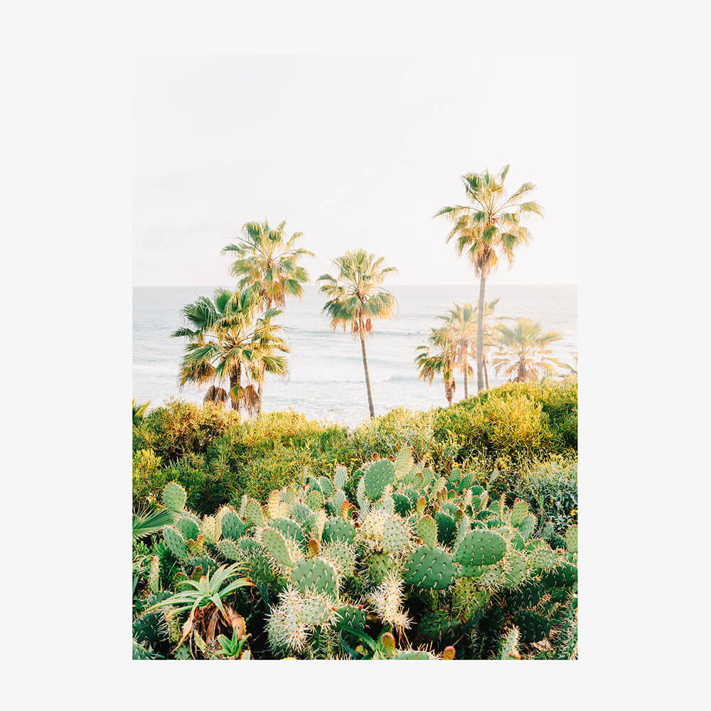 Laguna Cacti