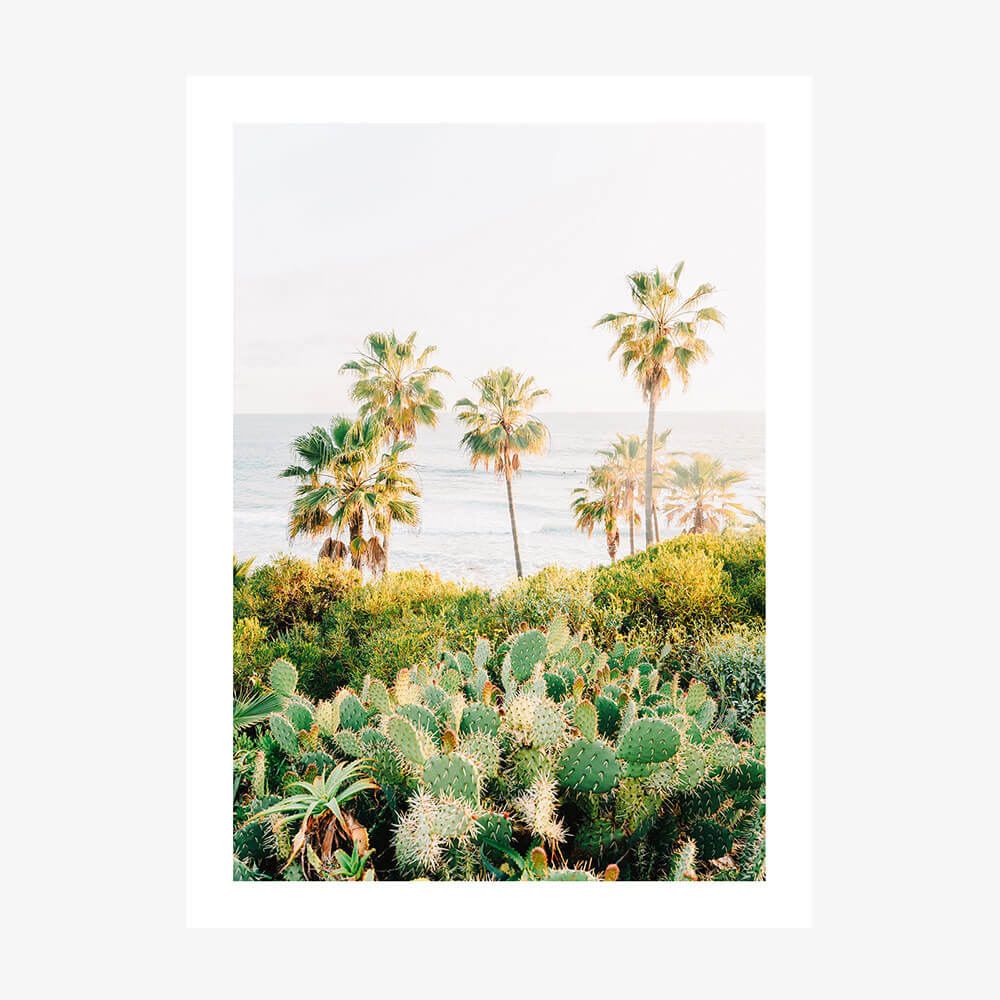 Laguna Cacti