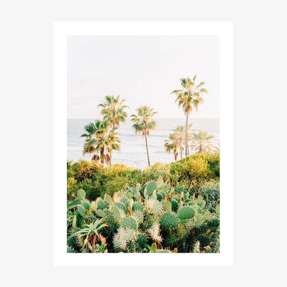 Laguna Cacti