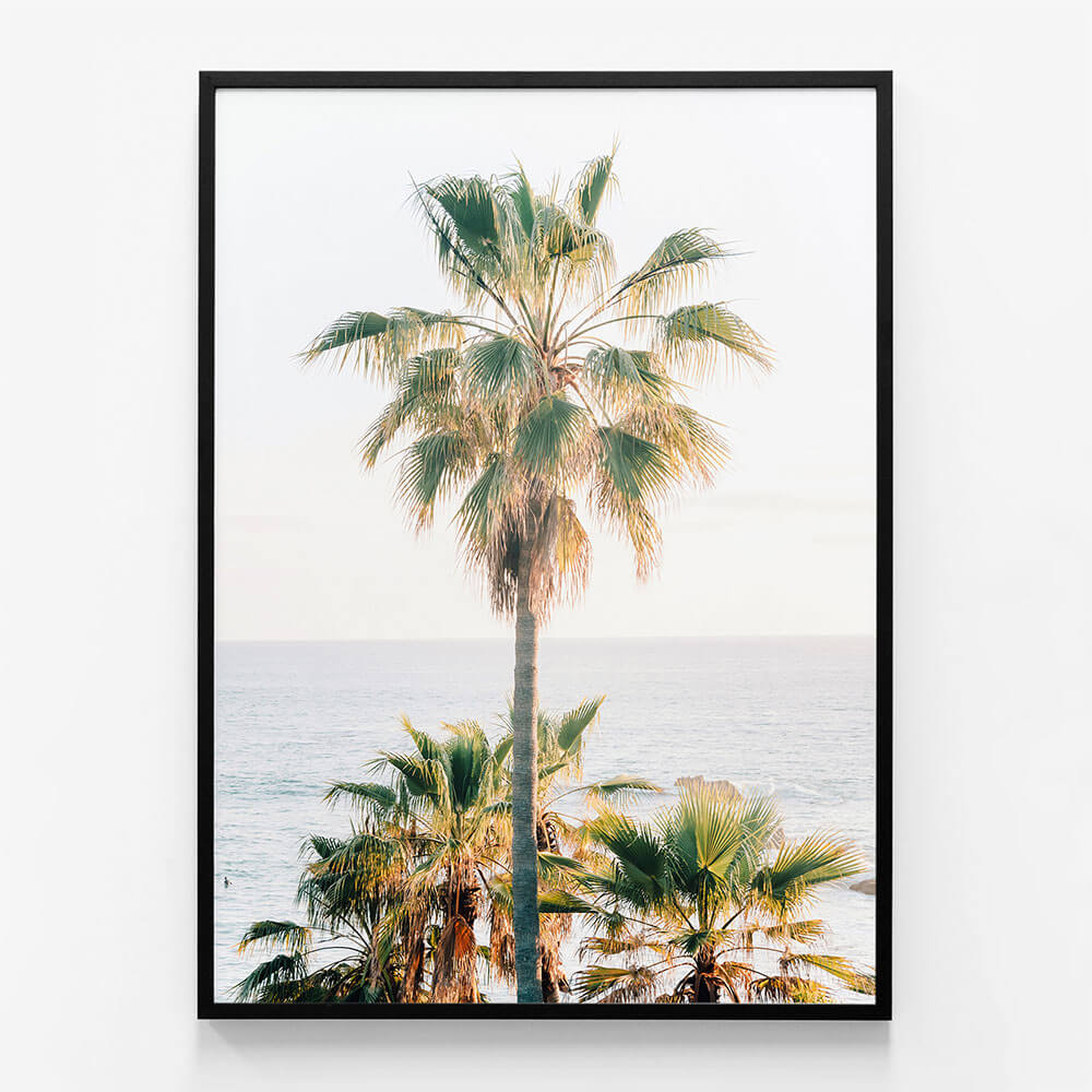 Laguna Palm
