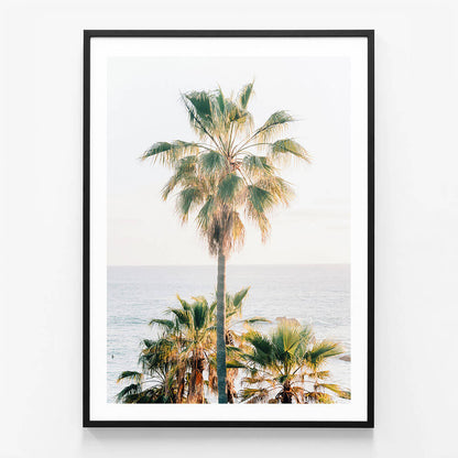 Laguna Palm