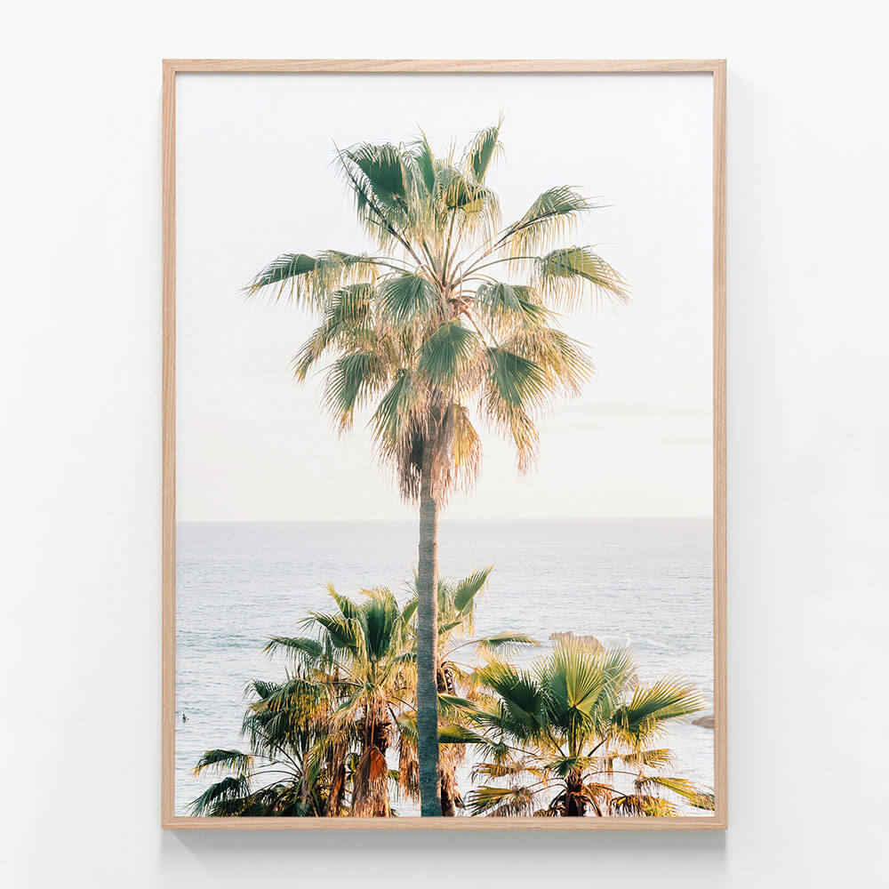 Laguna Palm