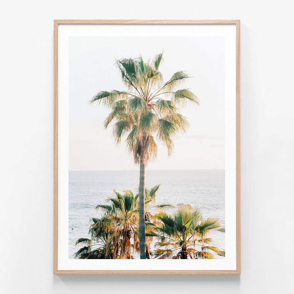 Laguna Palm