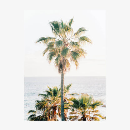 Laguna Palm