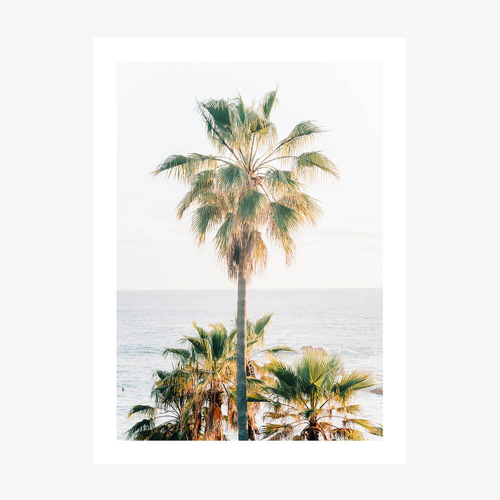 Laguna Palm