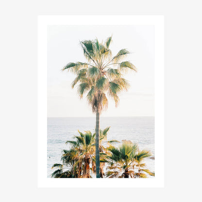 Laguna Palm