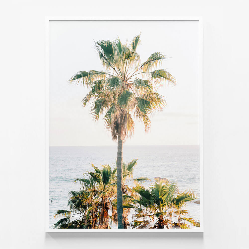 Laguna Palm