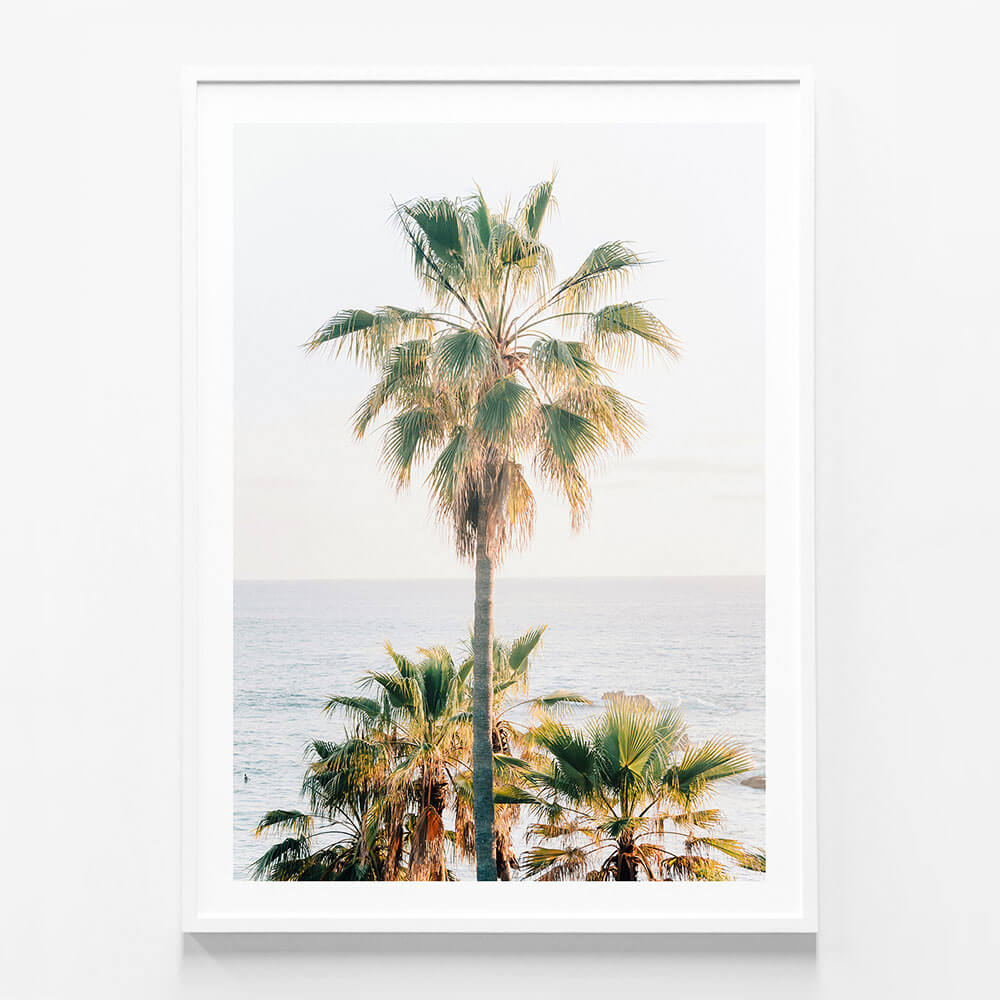 Laguna Palm