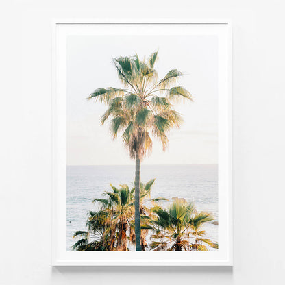 Laguna Palm
