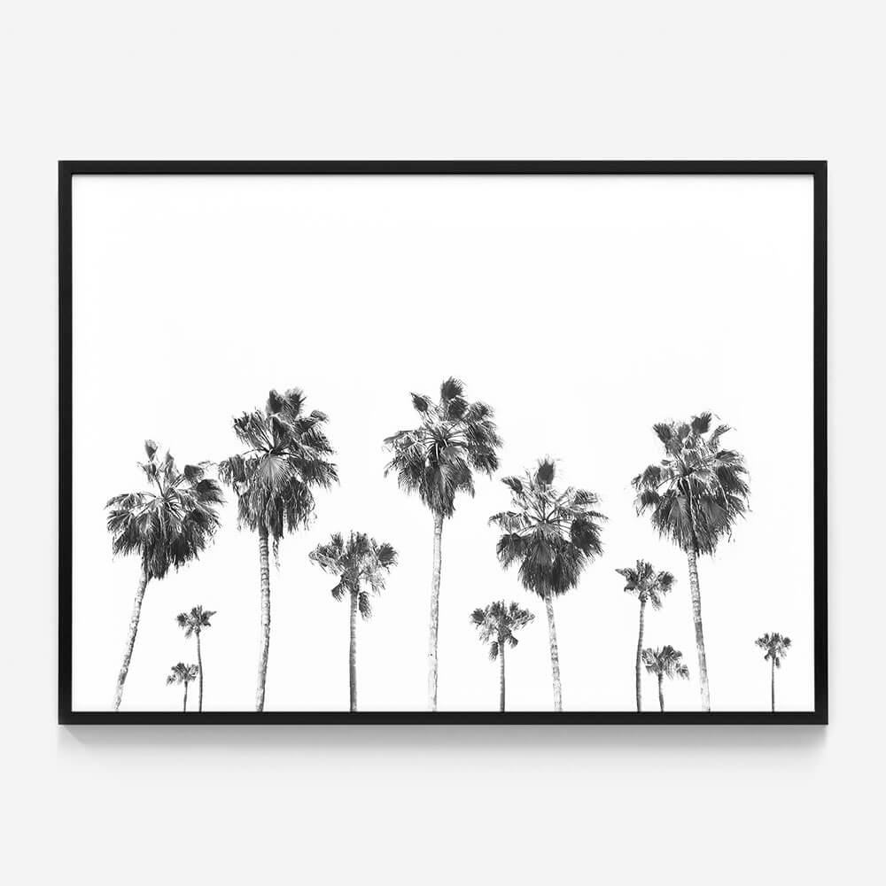 Landscape of Palms
