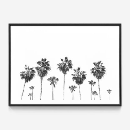 Landscape of Palms