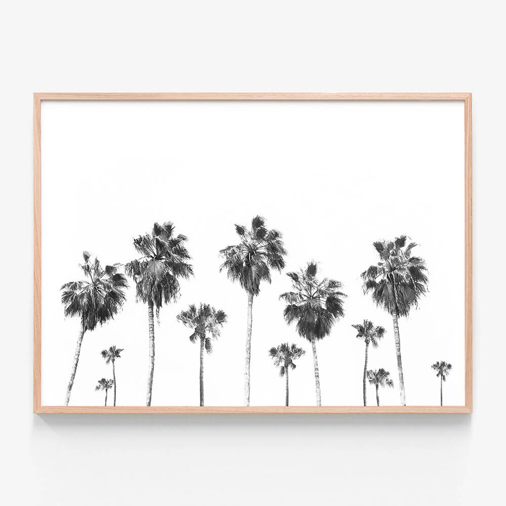 Landscape of Palms