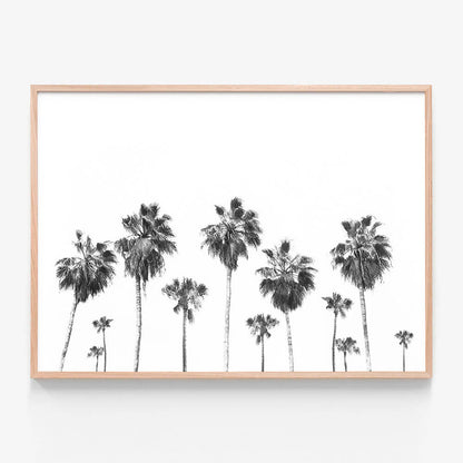 Landscape of Palms