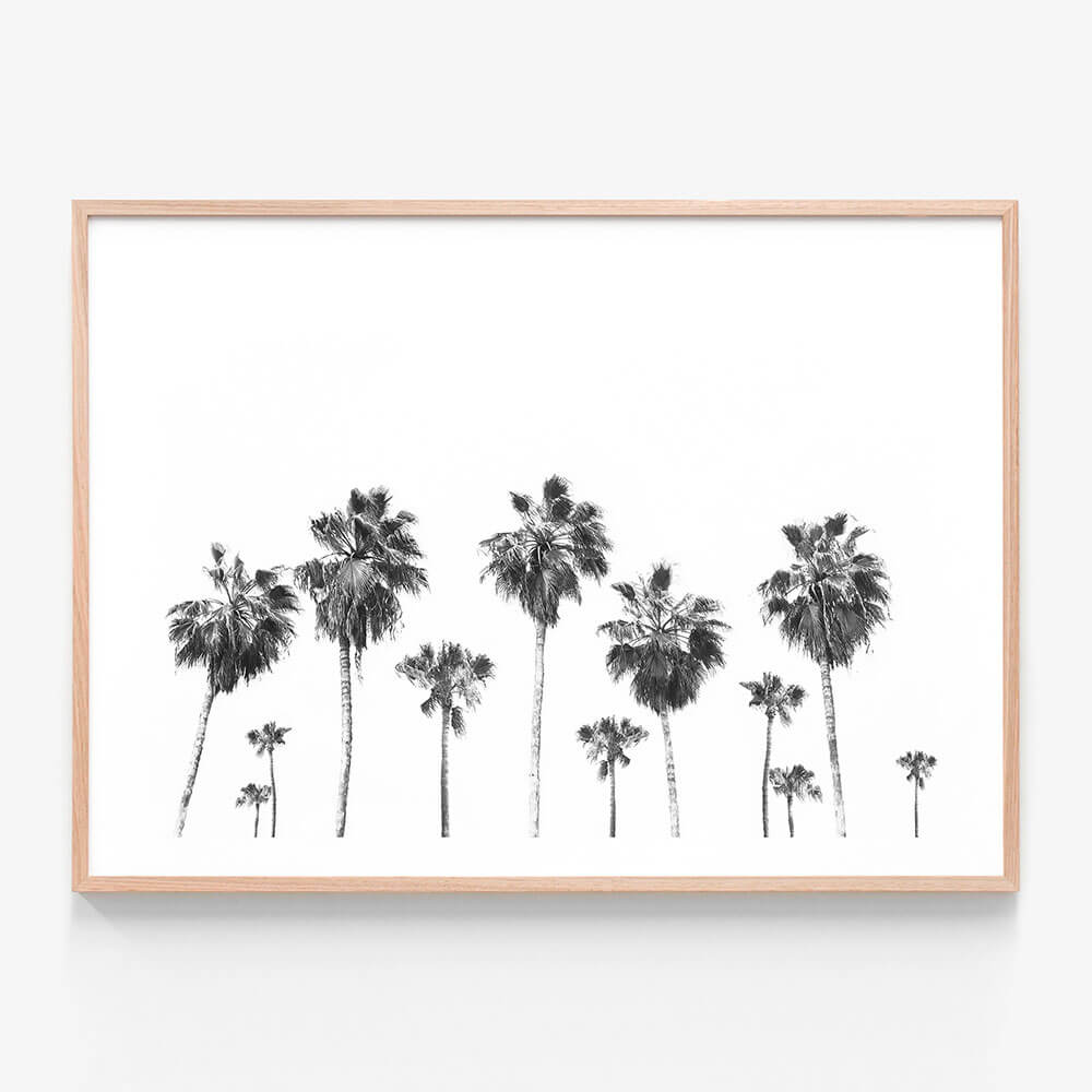 Landscape of Palms