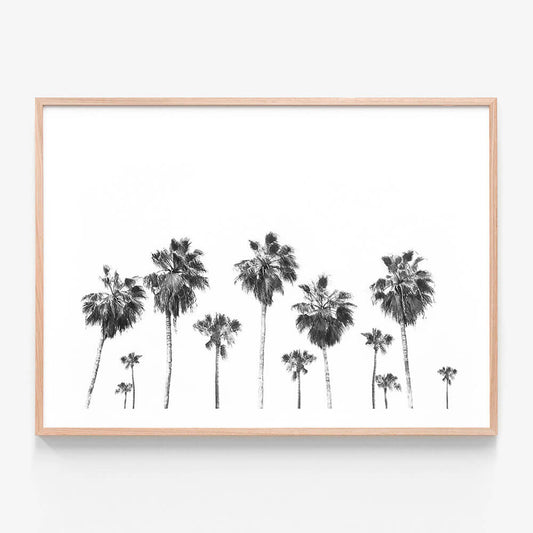 Landscape of Palms