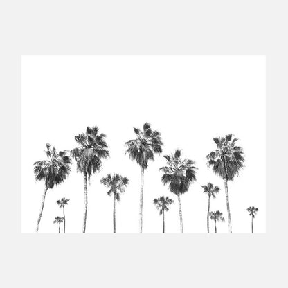 Landscape of Palms