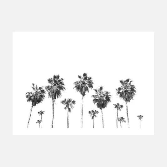 Landscape of Palms