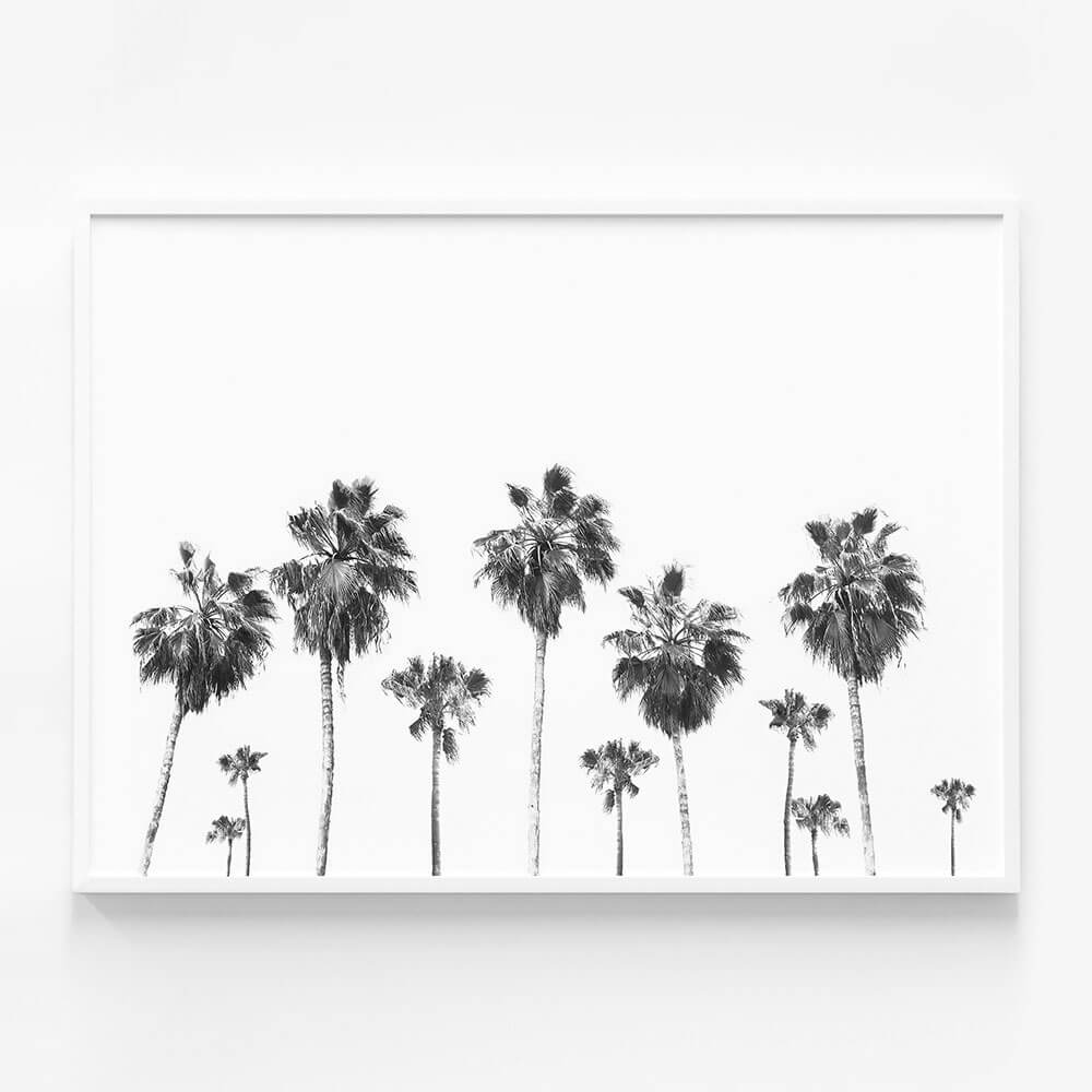 Landscape of Palms
