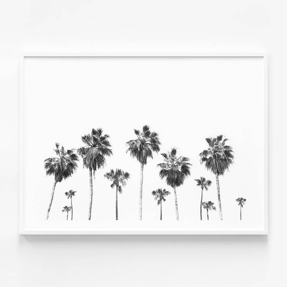Landscape of Palms