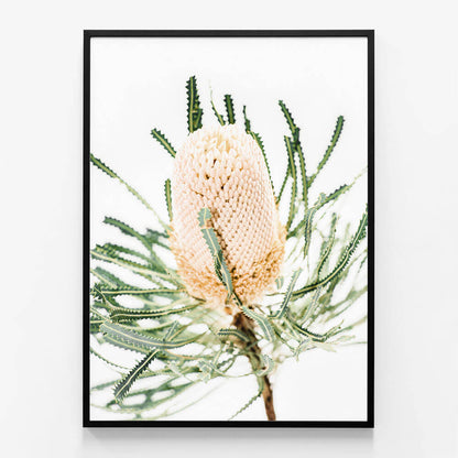 Light Banksia