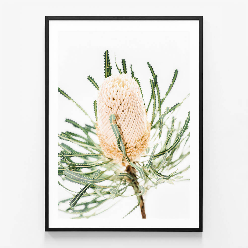 Light Banksia