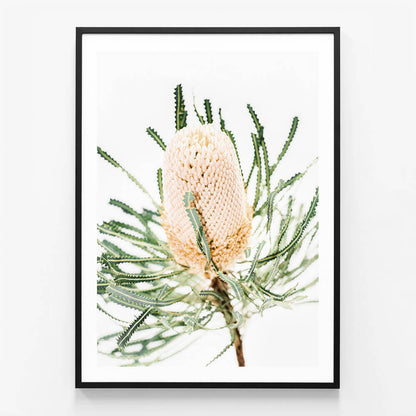 Light Banksia