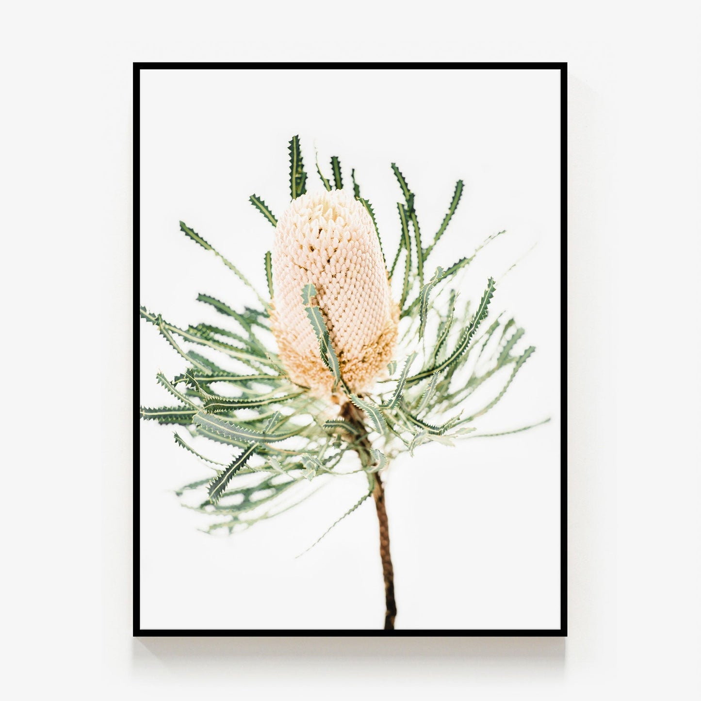 Light Banksia Canvas