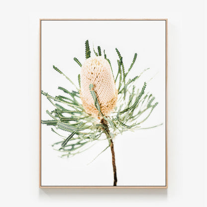 Light Banksia Canvas print in oak frame
