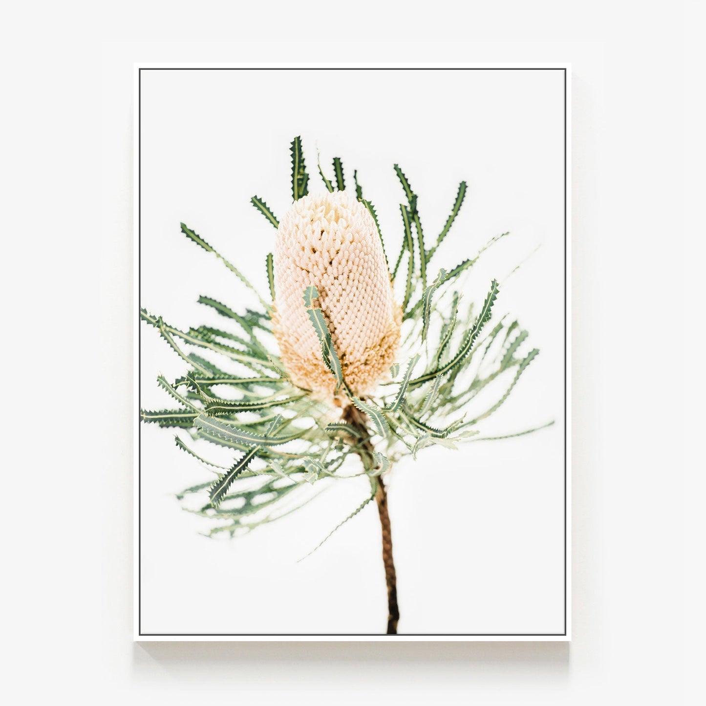 Light Banksia Canvas