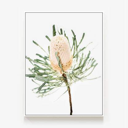 Light Banksia Canvas