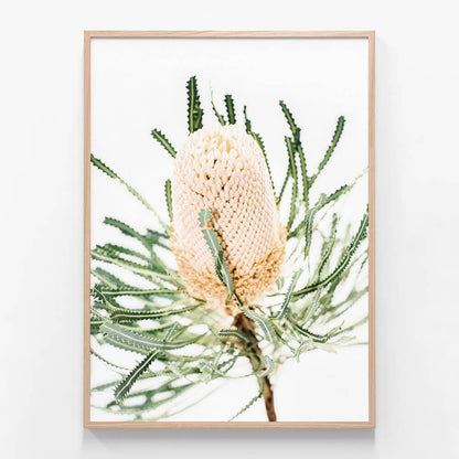 Light Banksia
