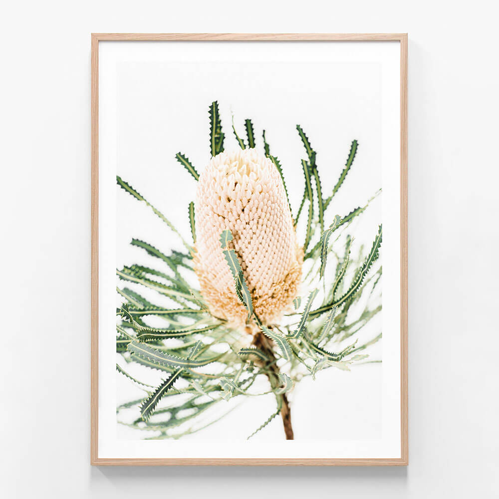A framed print featuring the image of a  single Light Banksia flower against a white background.