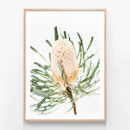 A framed print featuring the image of a  single Light Banksia flower against a white background.