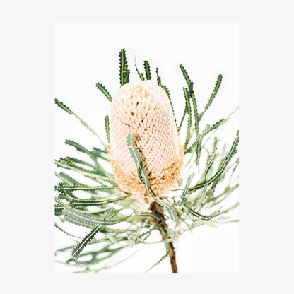 Light Banksia
