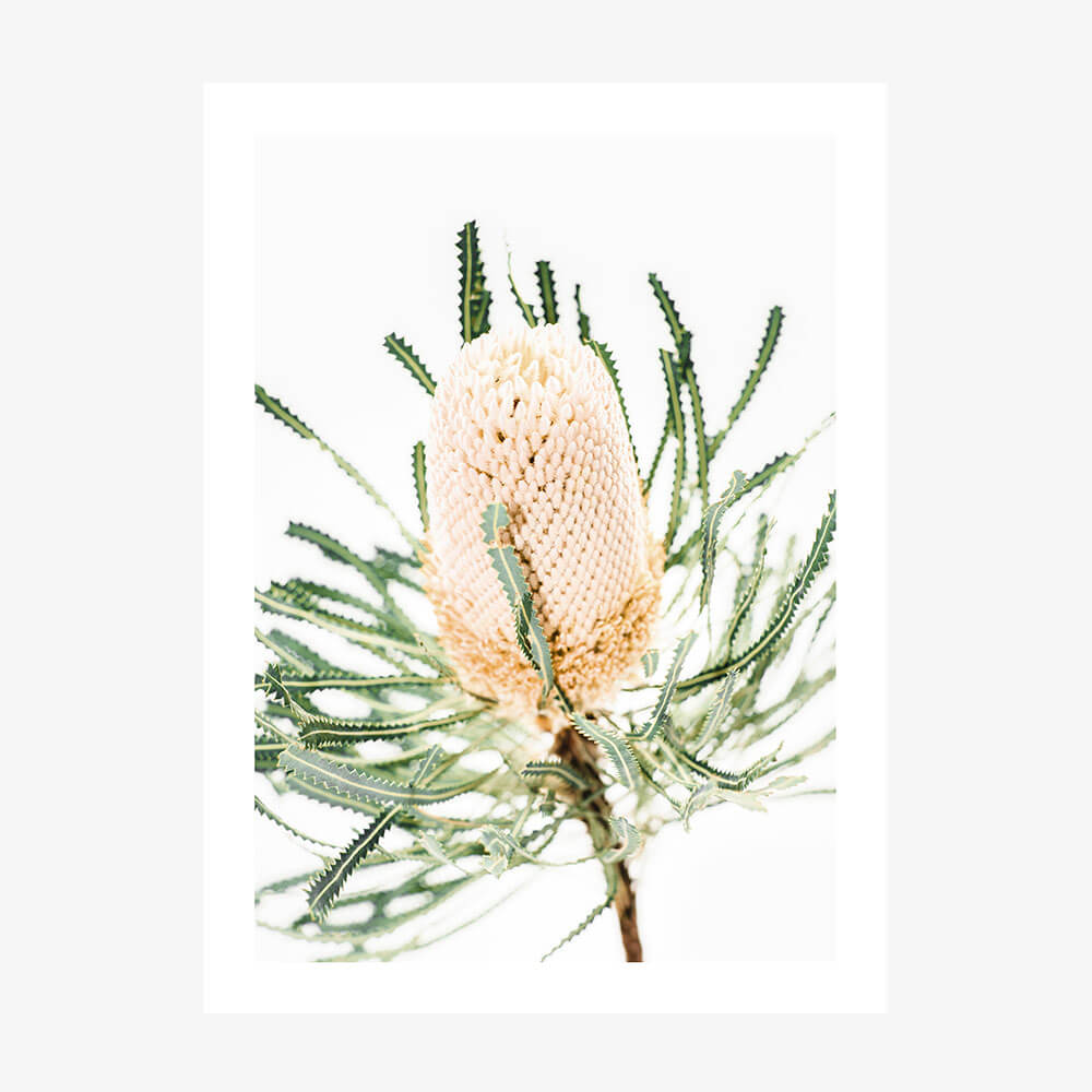 A photography print of a  single Light Banksia flower with a beige center and green leaves against a white background.
