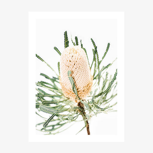 A photography print of a  single Light Banksia flower with a beige center and green leaves against a white background.