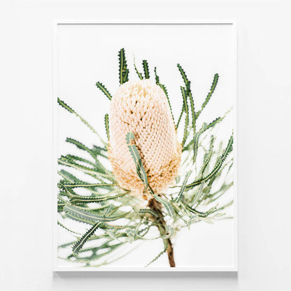 Light Banksia
