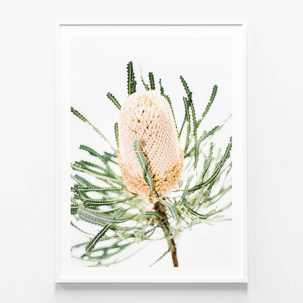 Light Banksia