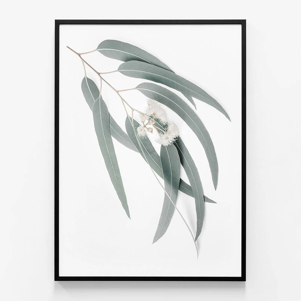 Light Eucalyptus Leaves