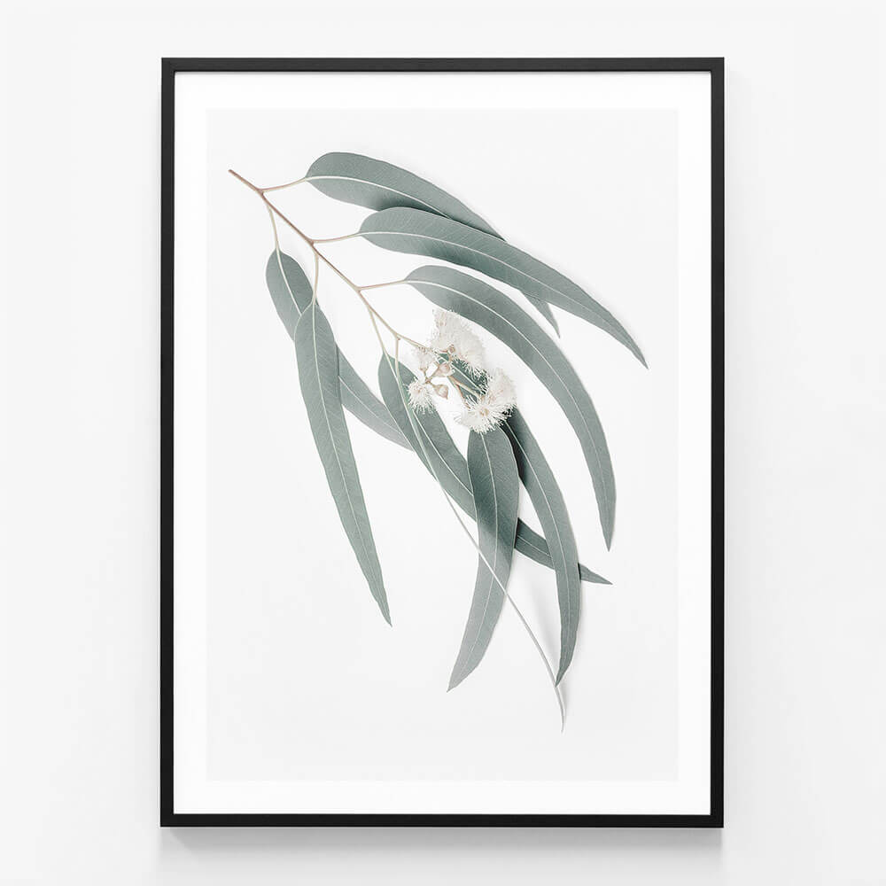 Light Eucalyptus Leaves