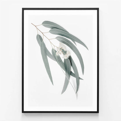 Light Eucalyptus Leaves